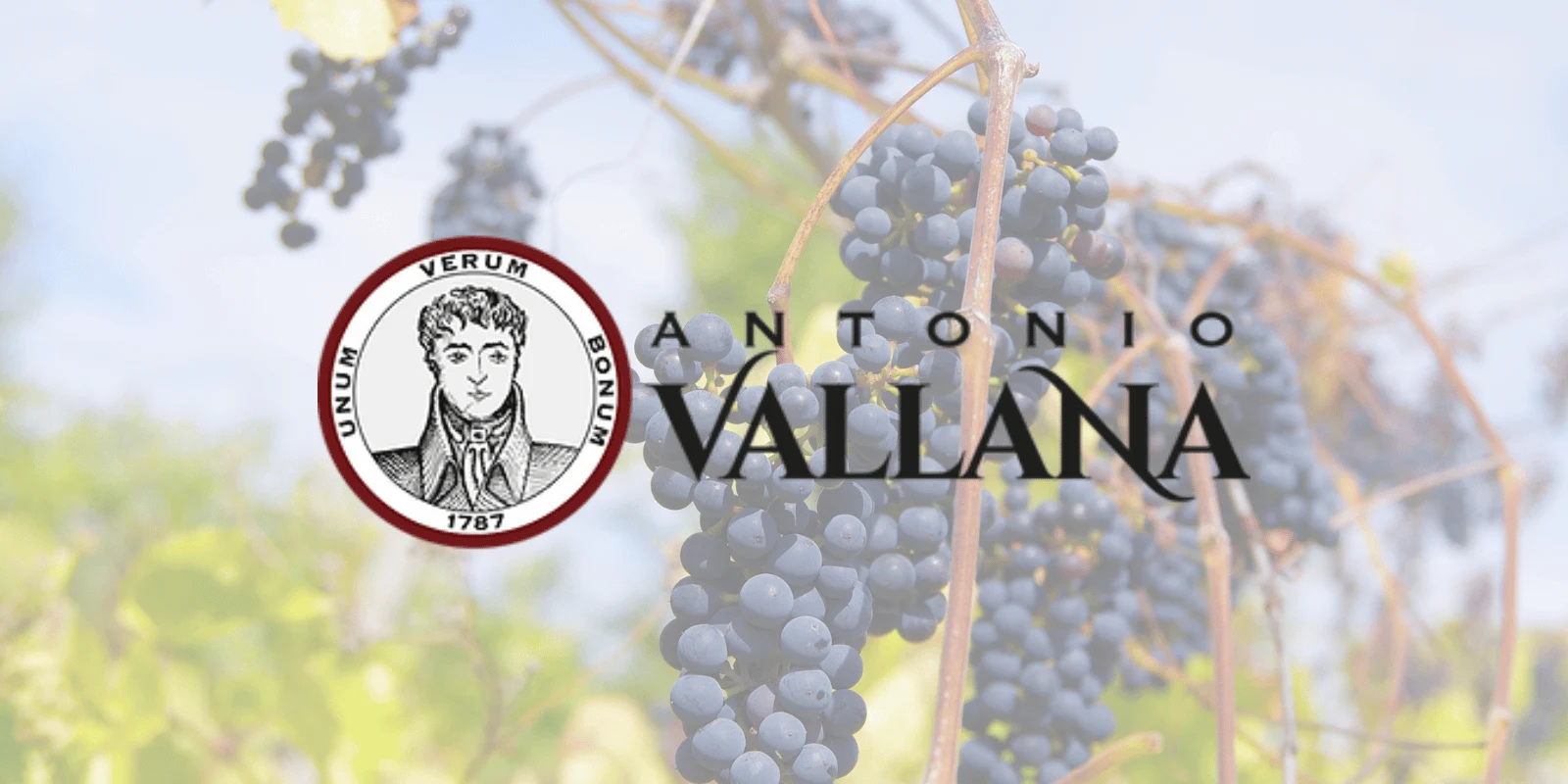 Visit Vallana Wines
