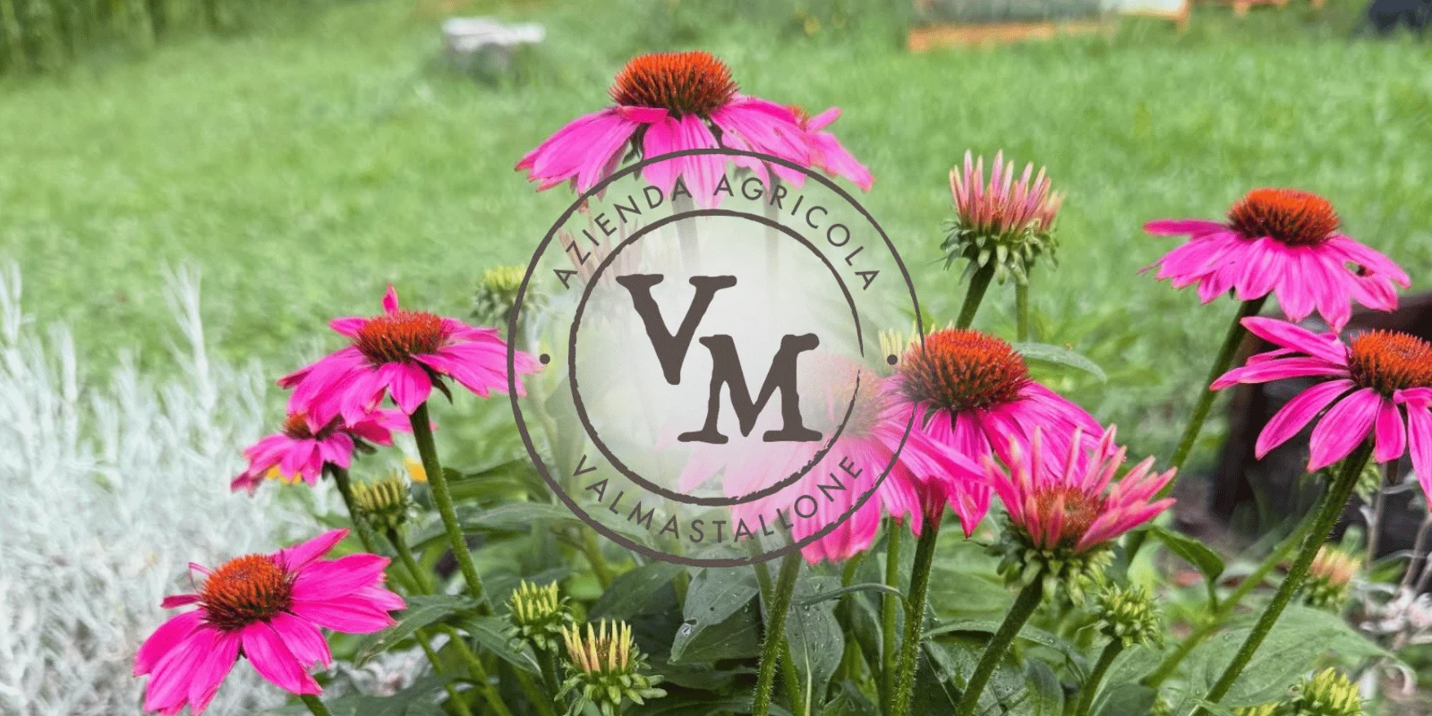 Azienda Agricola Valmastallone